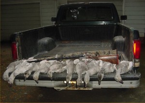 Vintage Tolley and what she can do on snow geese from Terry Lubzinski