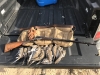 Frank Clark's dove hunt with German 28 ga 17-10-19 2